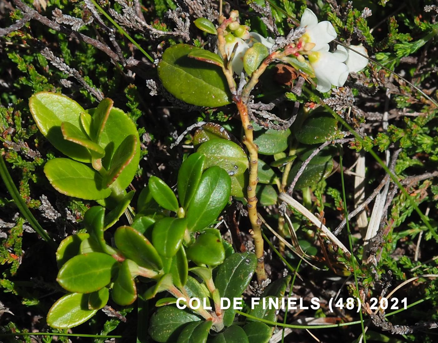 Cowberry leaf